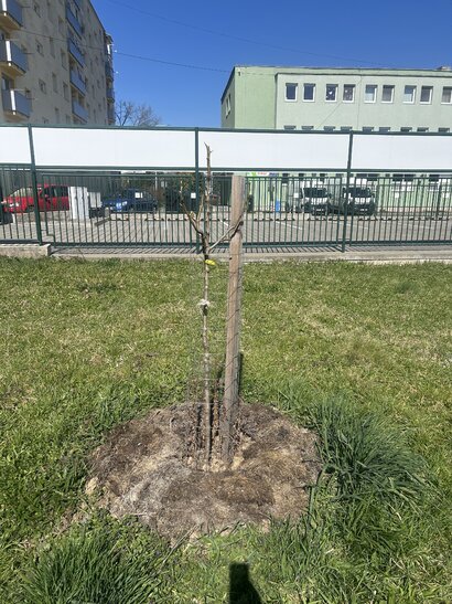 Stromčeky v školskom sade