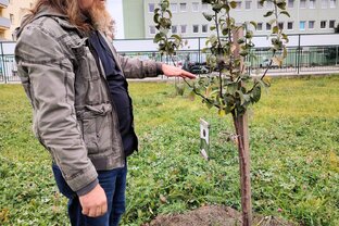Zväčšiť fotografiu - Odborník na stromčeky